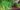 UNSW popular veggies video
