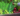 UNSW popular veggies video