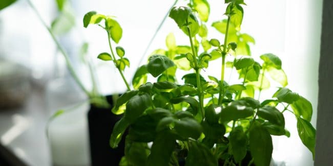Basil growing in kitchen