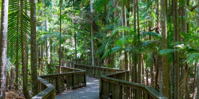 ZigzagnBoardwalk Through A Lush Australian Rainforest