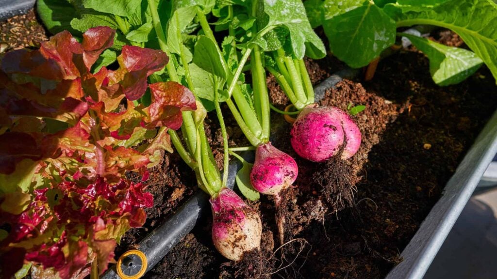3 pink radish bulbs pulled out of the soil