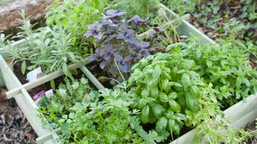 Herb garden divided into sections, growing fresh basil, parsley, corriander and more