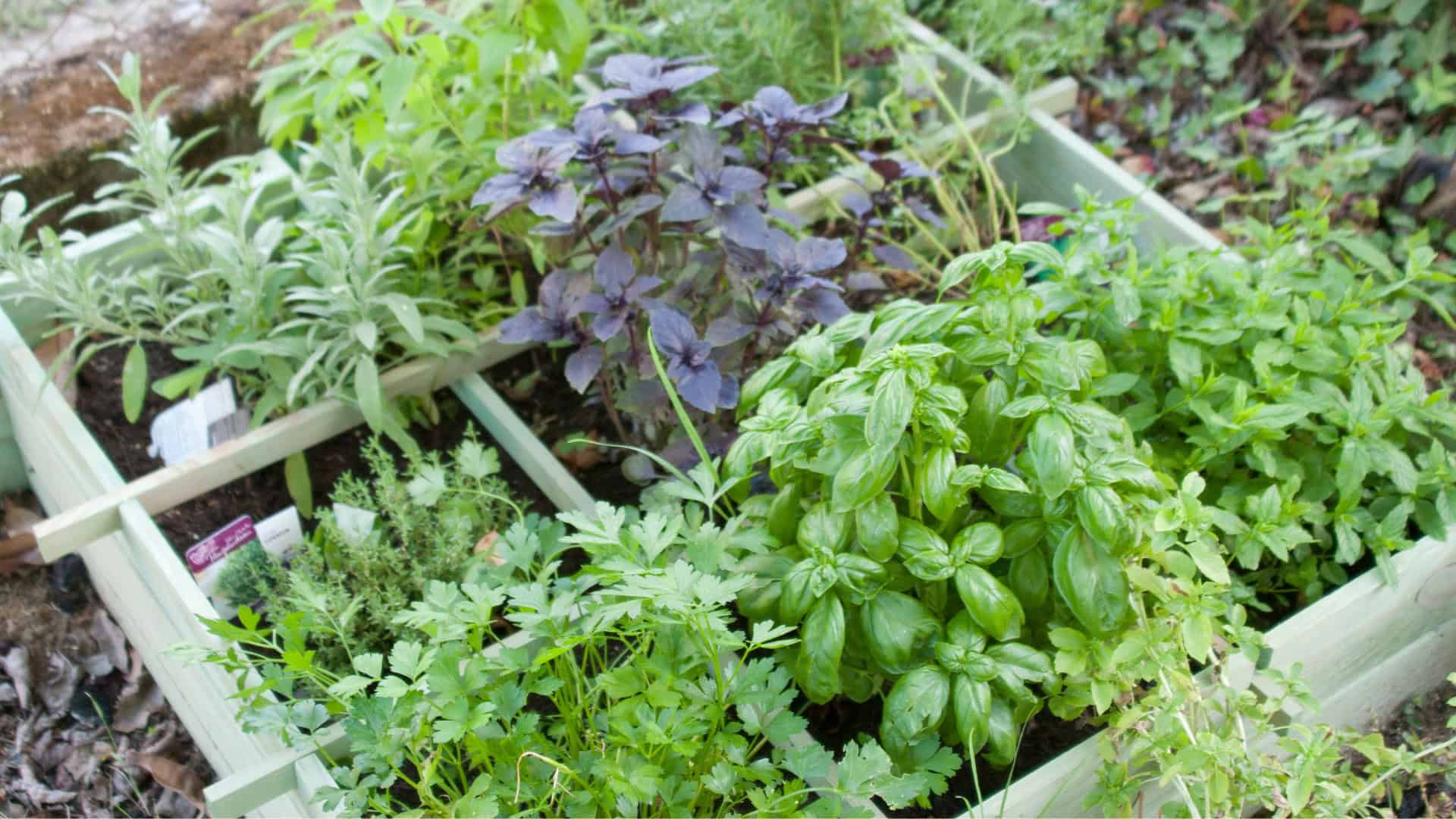 Herb garden divided into sections, growing fresh basil, parsley, corriander and more