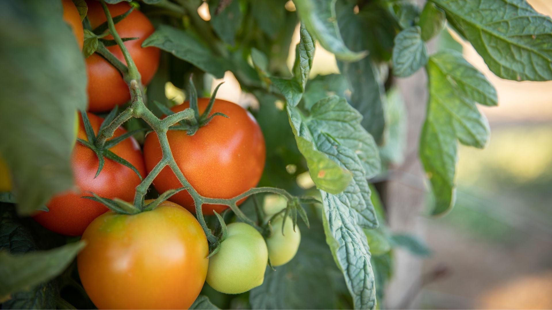 Cherry tomatoes ripening on a vine.