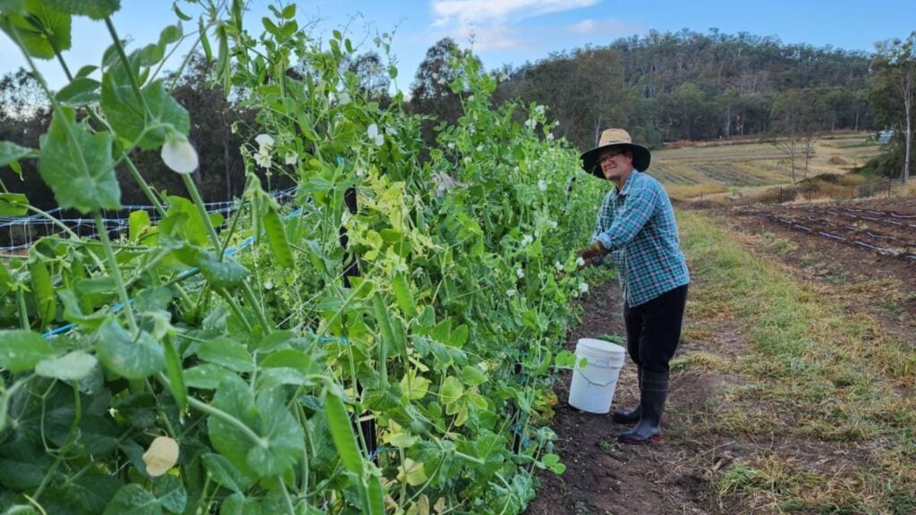 A farmer harvesting snow peas from the vine.