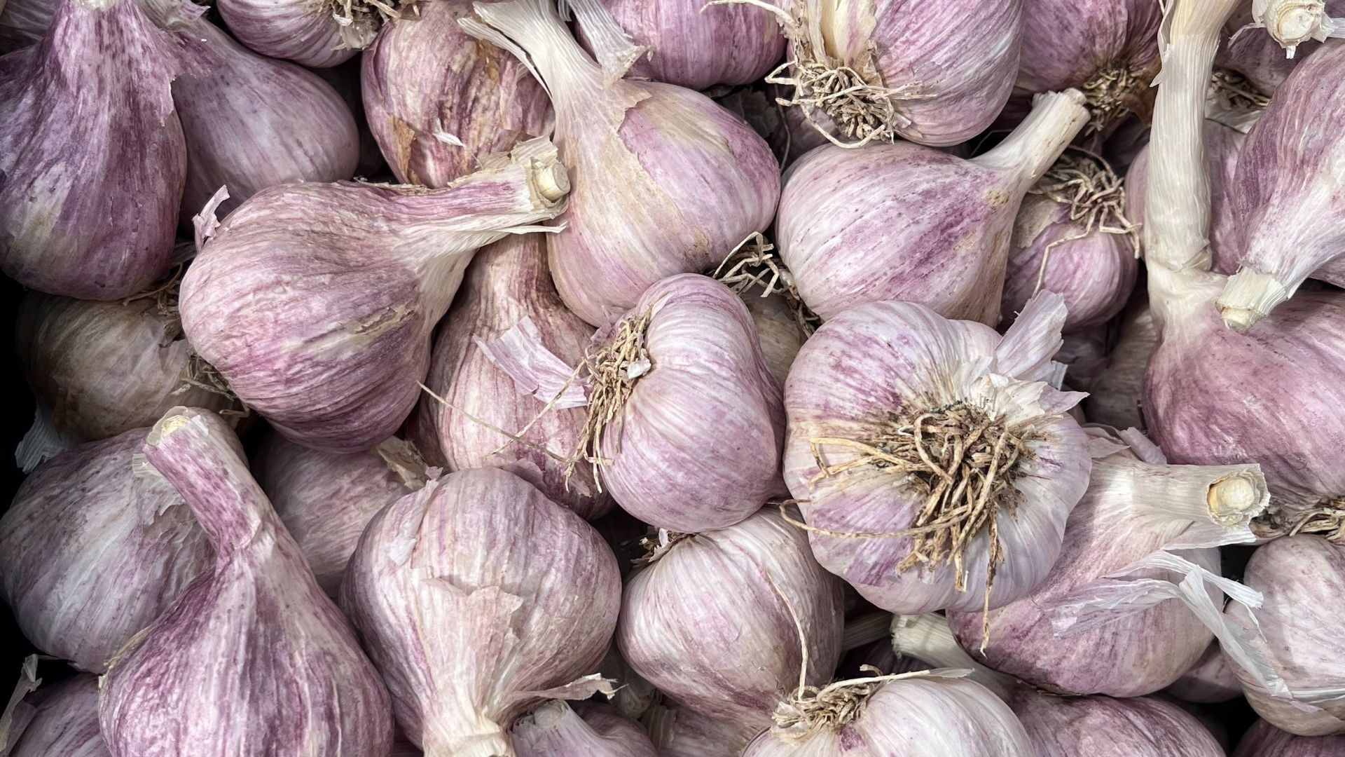 A pile of purple garlic.