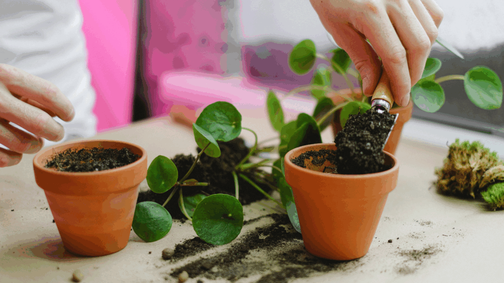 Person putting plants in a pot