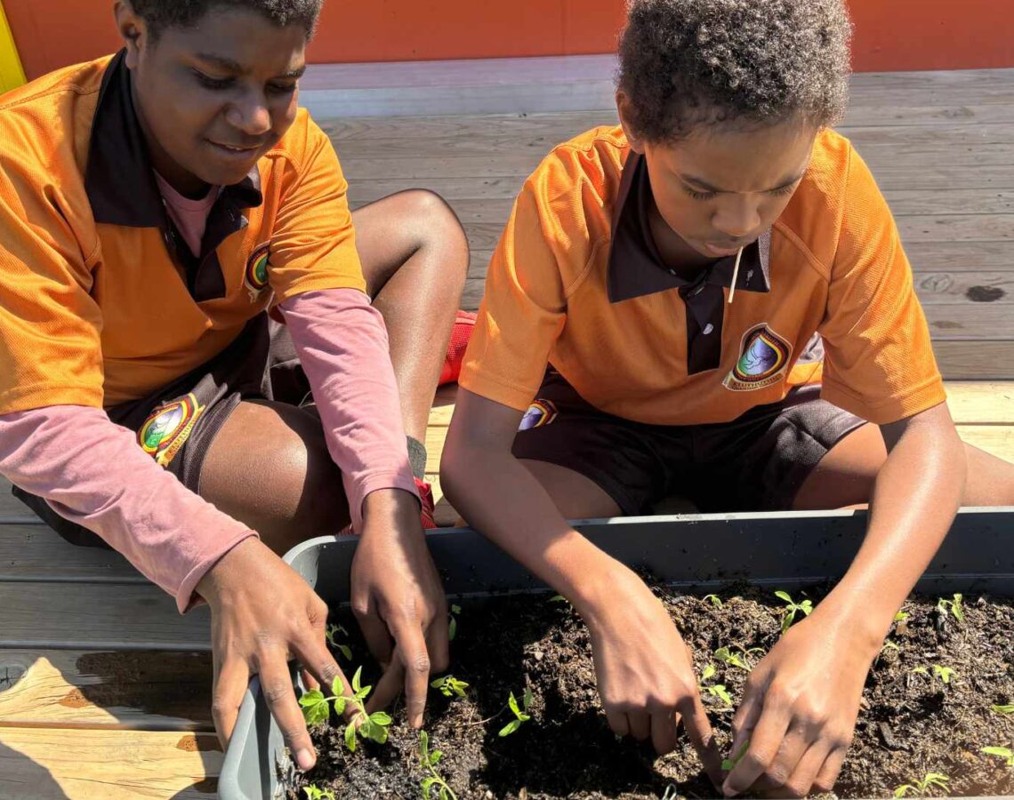 Two school aged boys plant seedlings in a plantar box