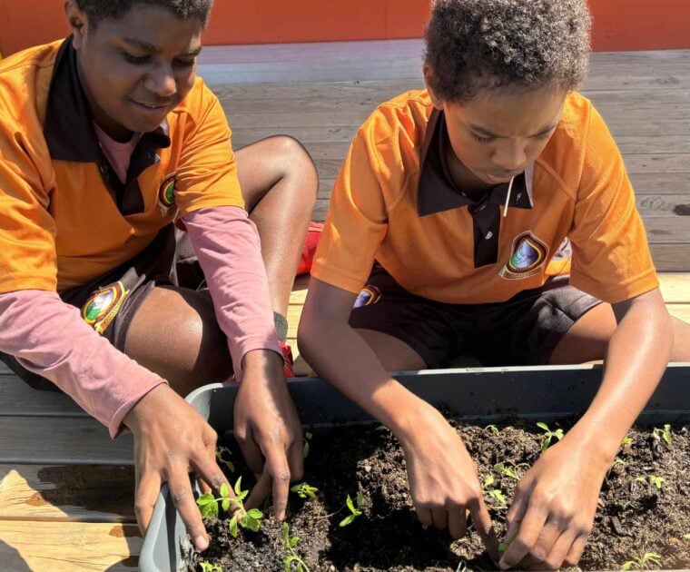 Two school aged boys plant seedlings in a plantar box