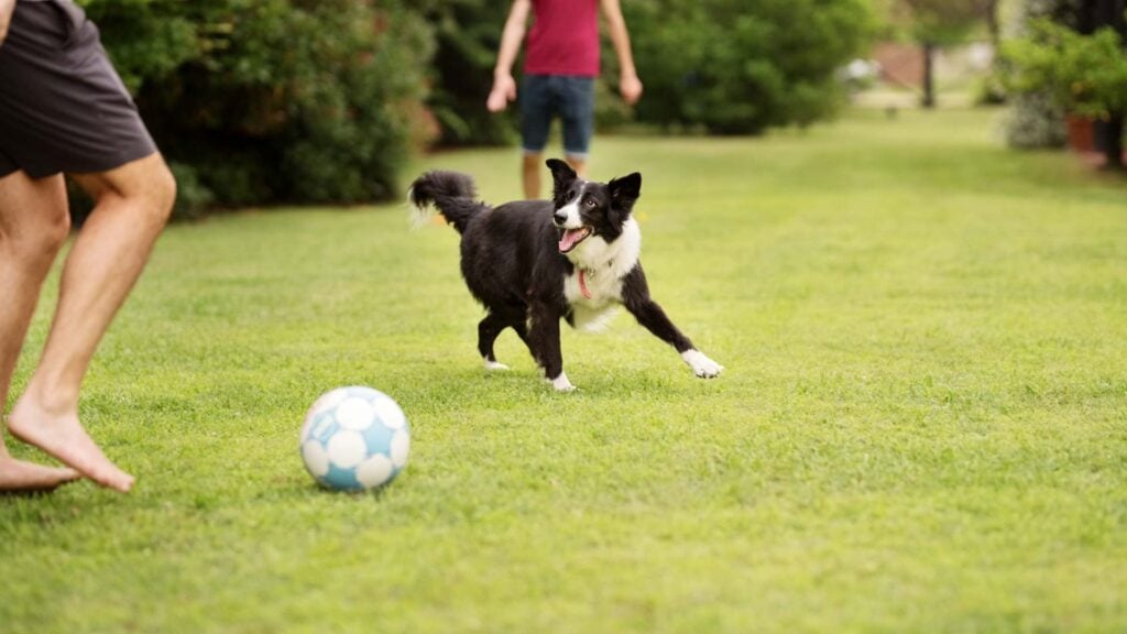 2 boys kick a ball in the park with their dog