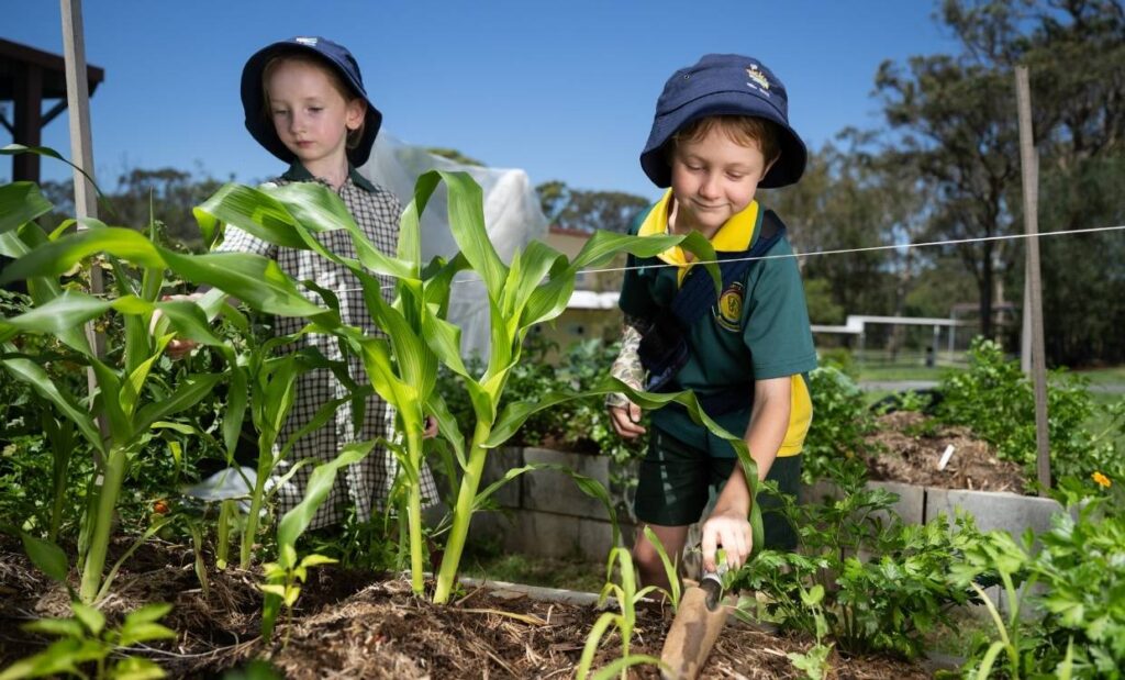 HWQld Pick of the Crop children working in the outdoor school garden