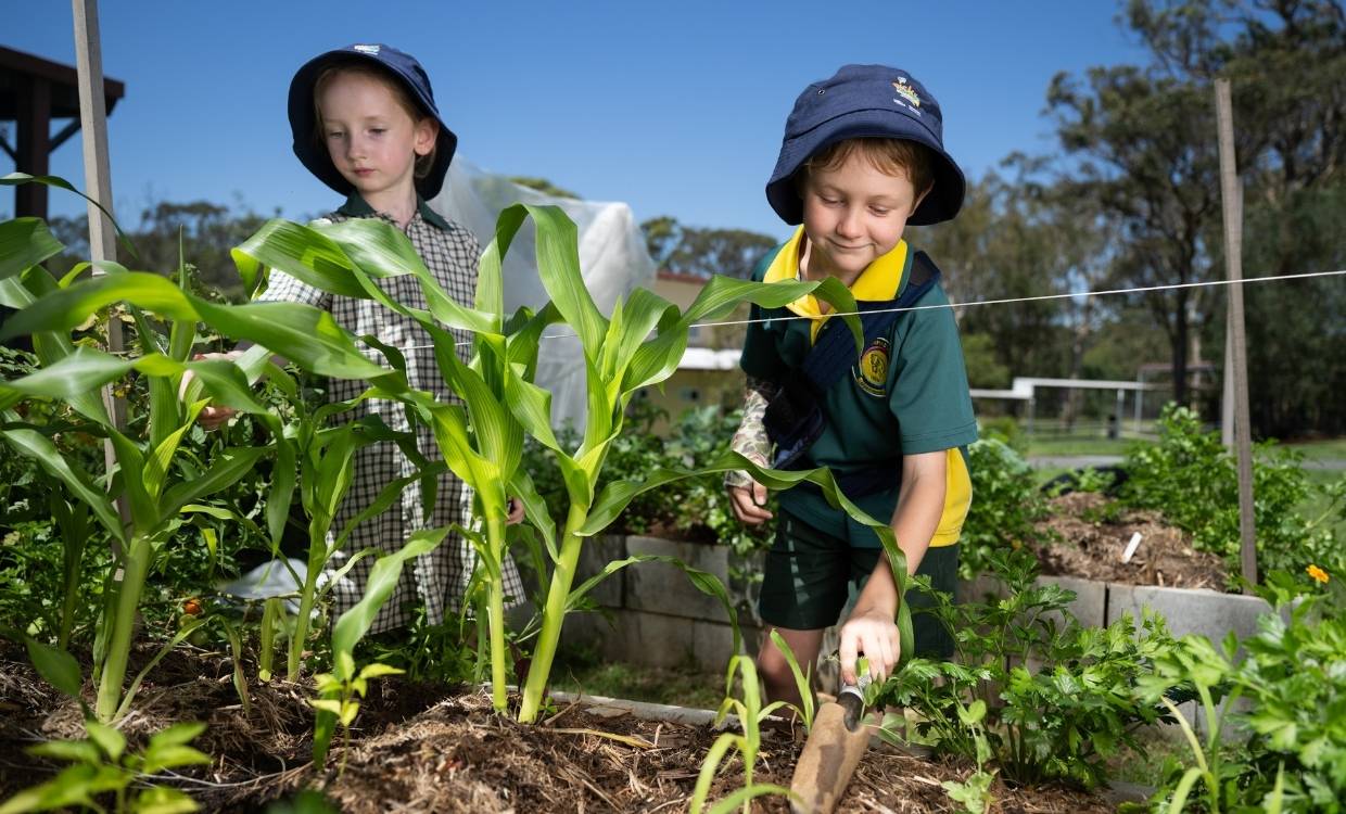 HWQld Pick of the Crop children working in the outdoor school garden