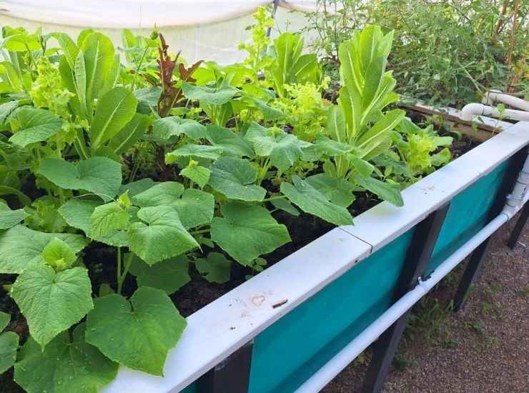 Local food production vegetable garden