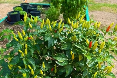 Local food production vegetable garden close up