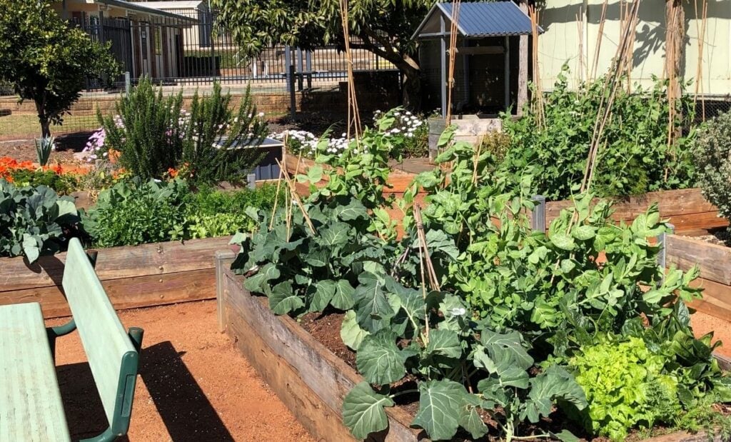 Pick of the Crop school garden growing green leafy vegetables