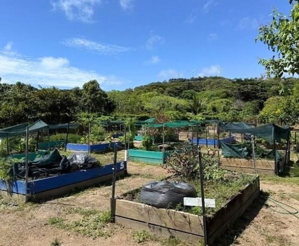 Community garden with raised timber beds and shade cloth, set in front of a tree-covered hill with wind turbines.