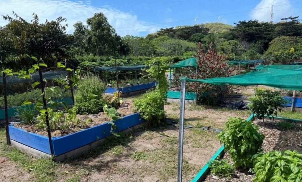 Growing food in a garden