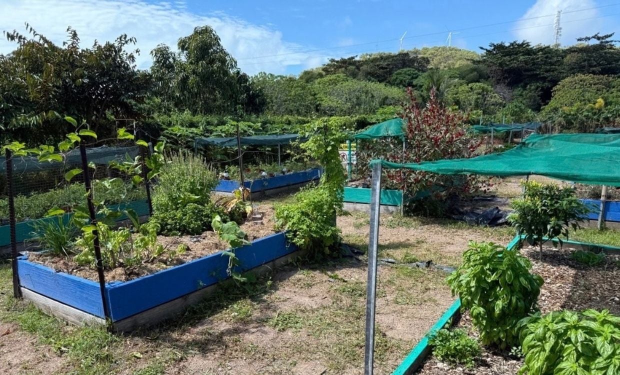 Growing food in a garden